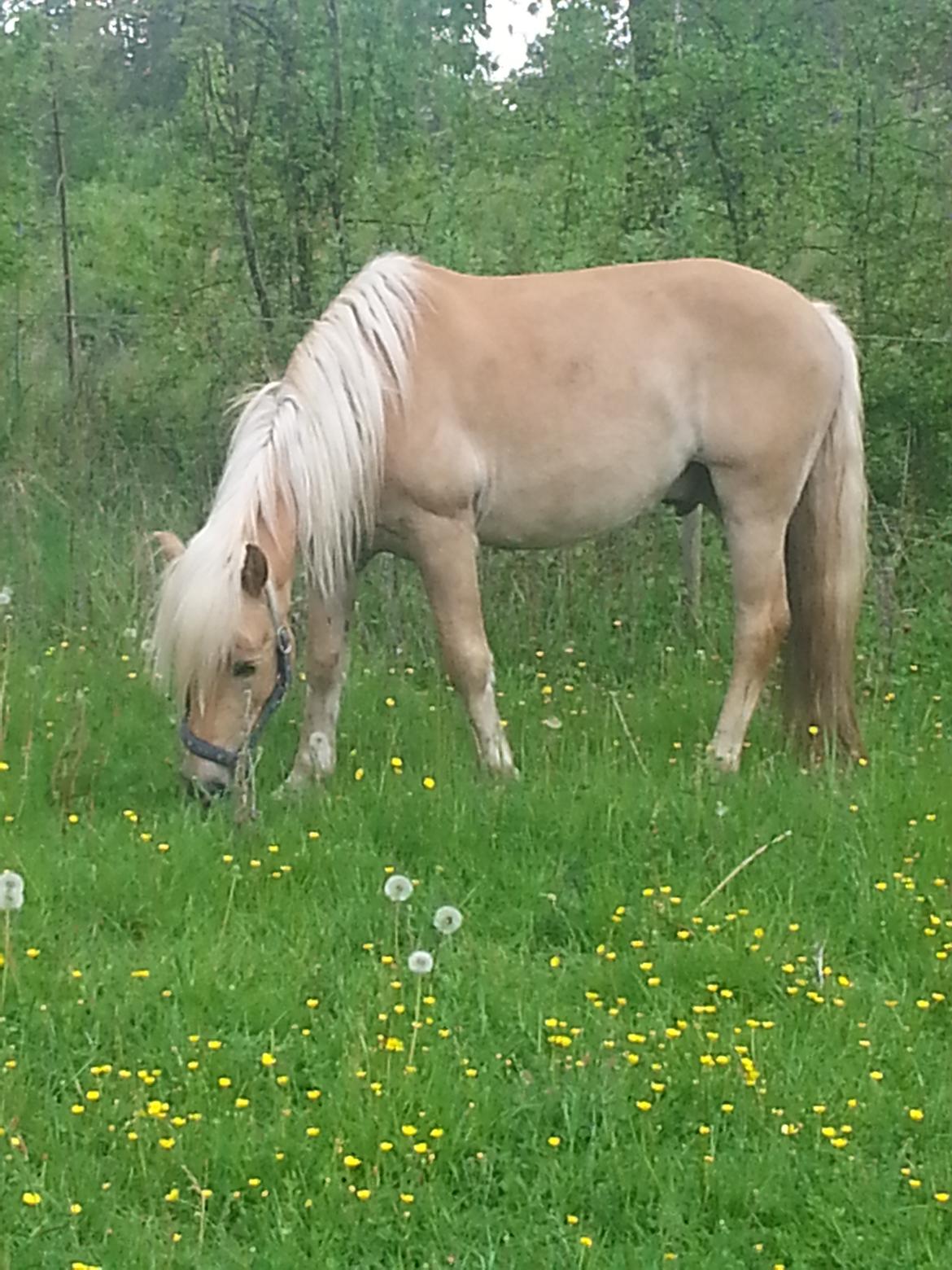 Tyroler Haflinger Walando  billede 31