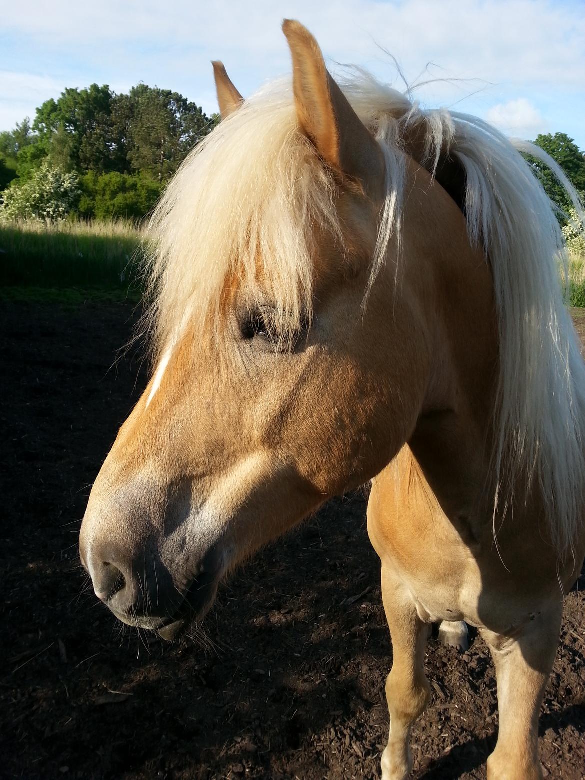 Tyroler Haflinger Walando  billede 30