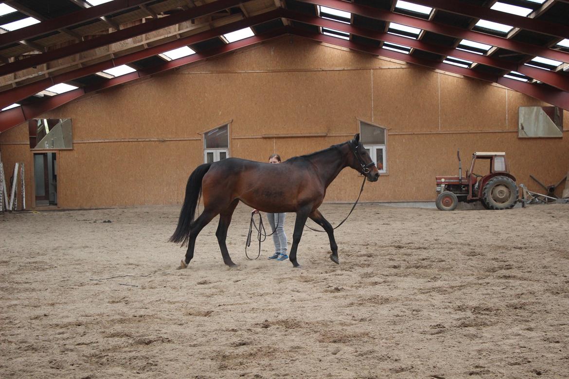 Standardbred Onki *Sille* - 28. Maj 2016 billede 21