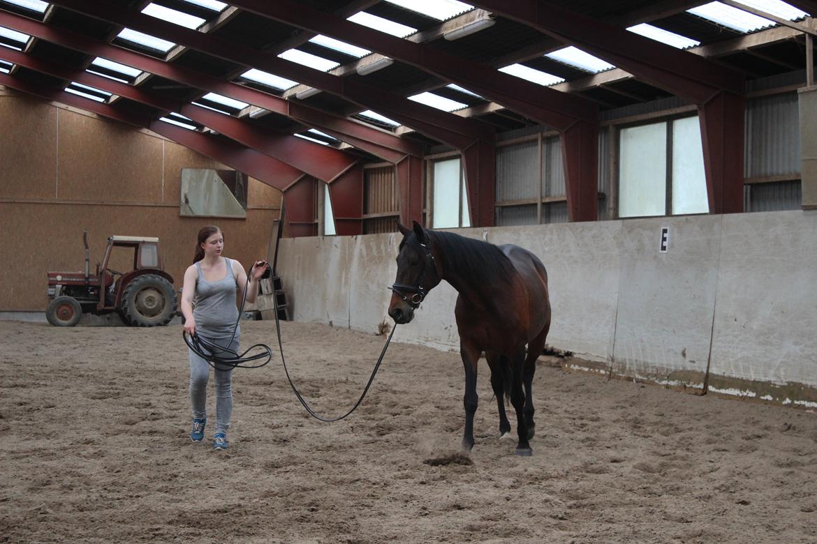 Standardbred Onki *Sille* - 28. Maj 2016 billede 23