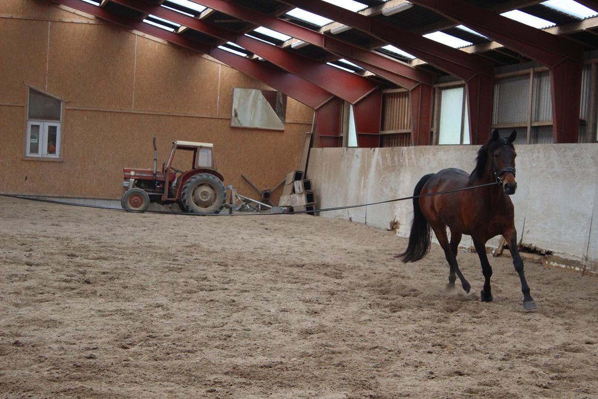 Standardbred Onki *Sille* - 28. Maj 2016 billede 24