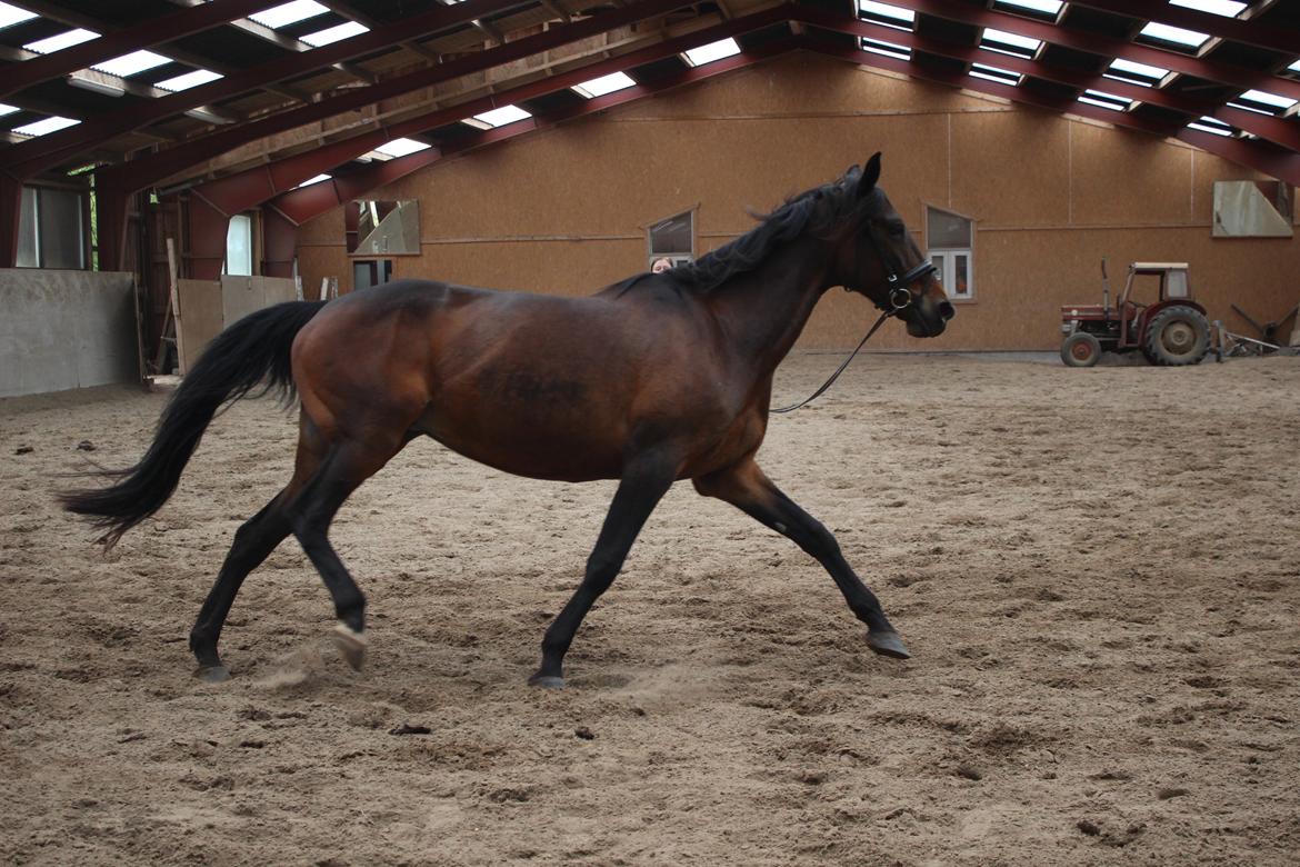 Standardbred Onki *Sille* - 28. Maj 2016 billede 25