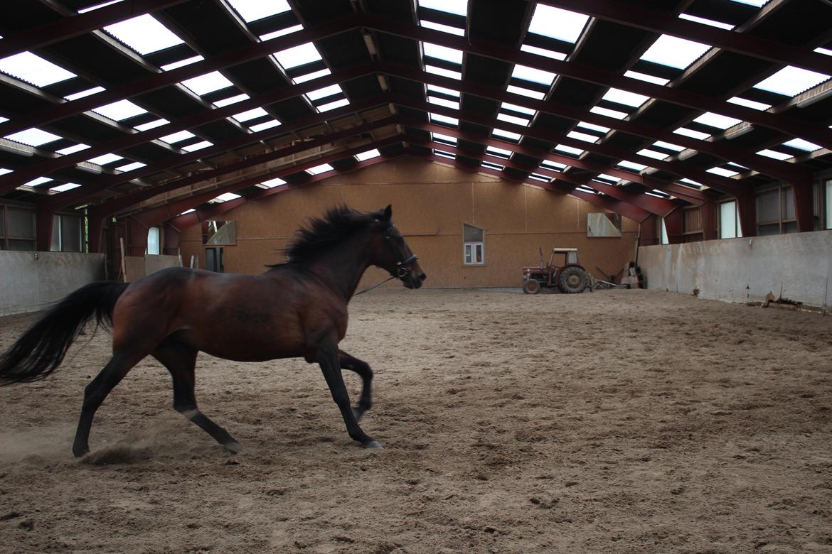 Standardbred Onki *Sille* - 28. Maj 2016 billede 26