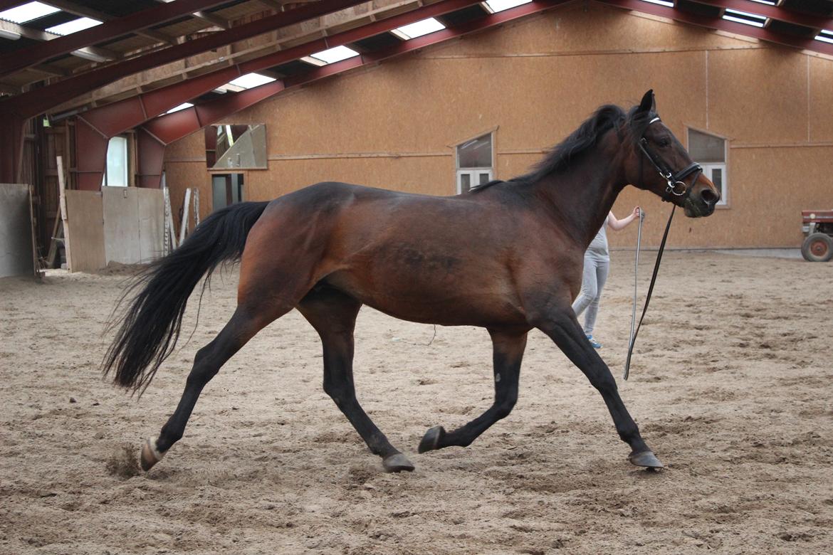 Standardbred Onki *Sille* - 28. Maj 2016 billede 2