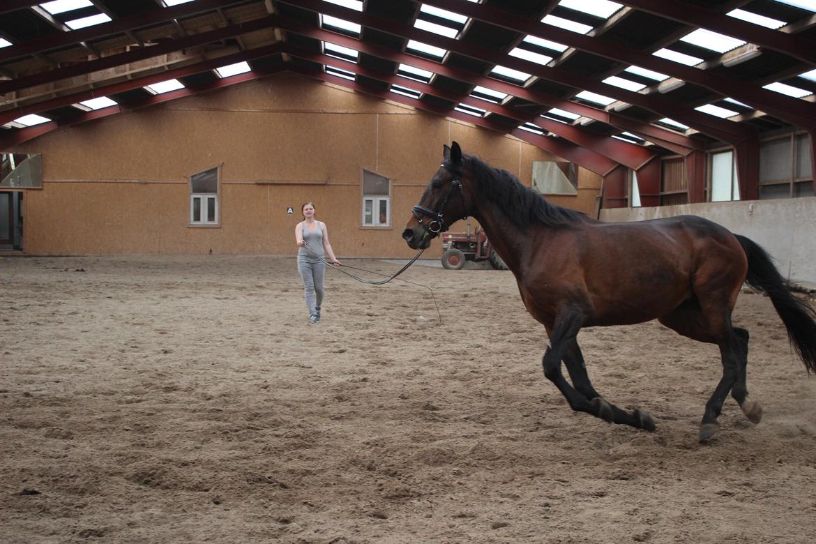 Standardbred Onki *Sille* - 28. Maj 2016 billede 27