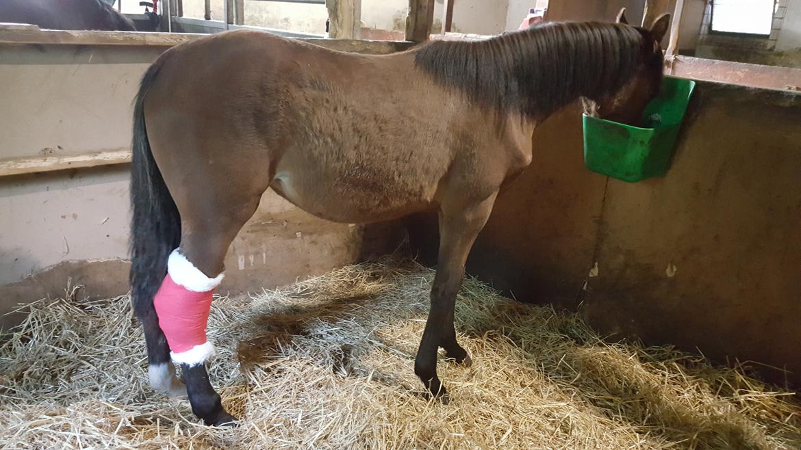 DSP Bjerring's Isis - det lille pus hang fast i hegnet d.24-05-2016 billede 22