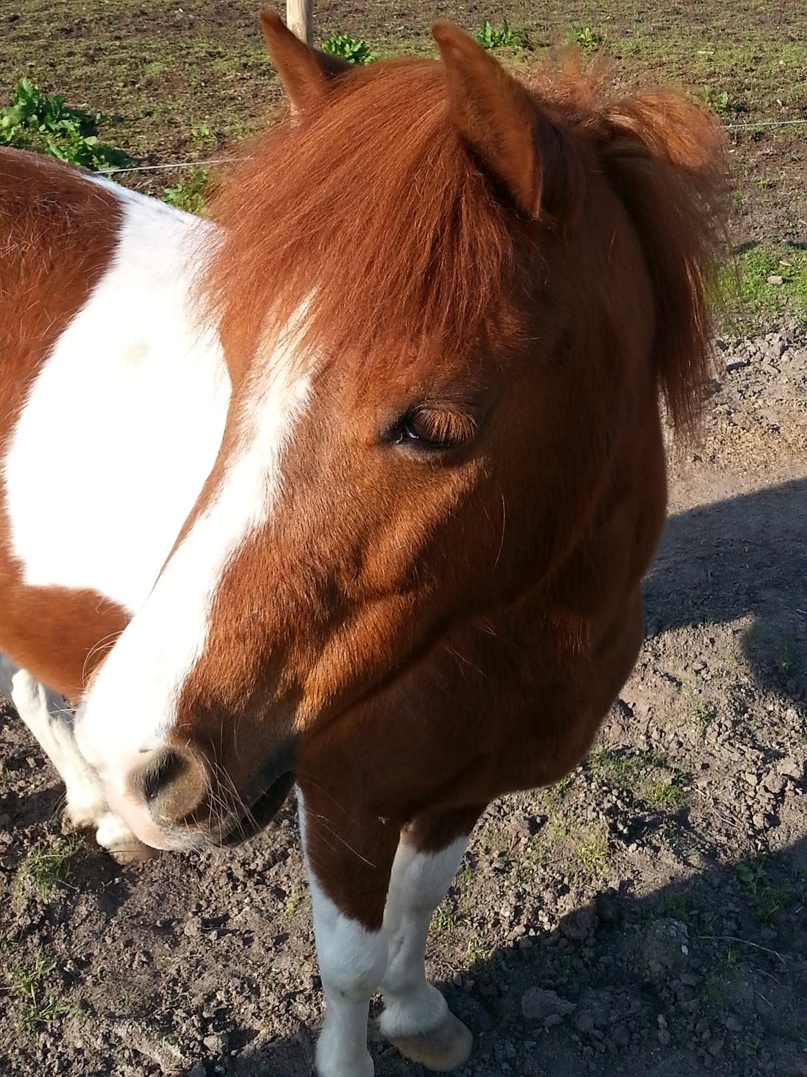 Anden særlig race Picasso´s pippi billede 8