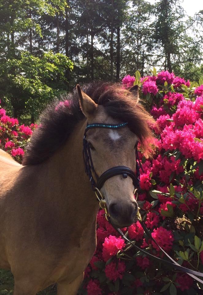 New Forest Eikhof airyn billede 3