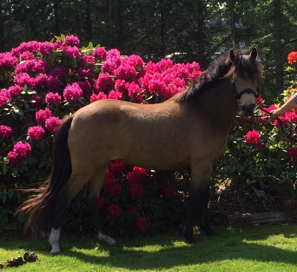 New Forest Eikhof airyn billede 2