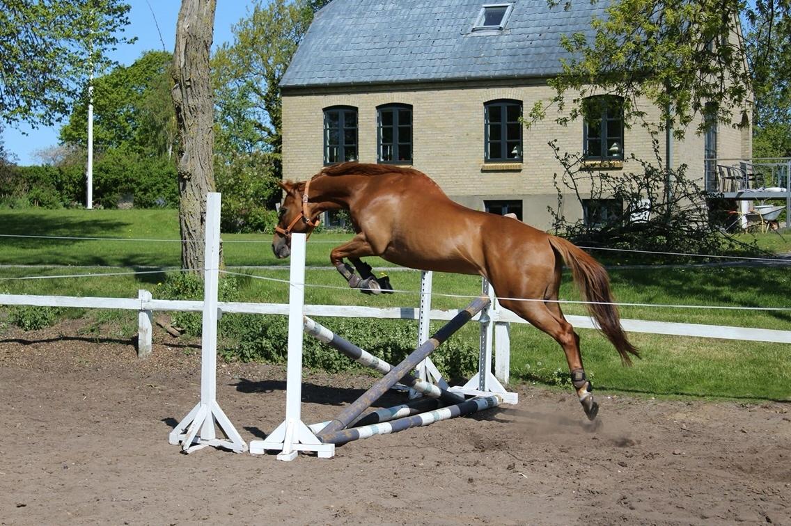 Anden særlig race Silvia billede 12