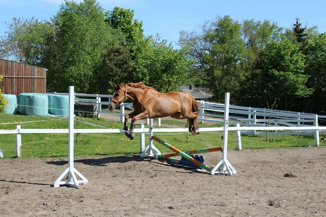 Anden særlig race Silvia billede 11