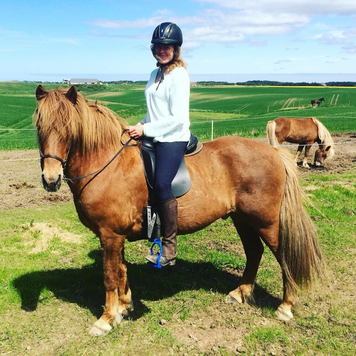 Islænder Feykir fra Øgård (himmelhest) billede 1