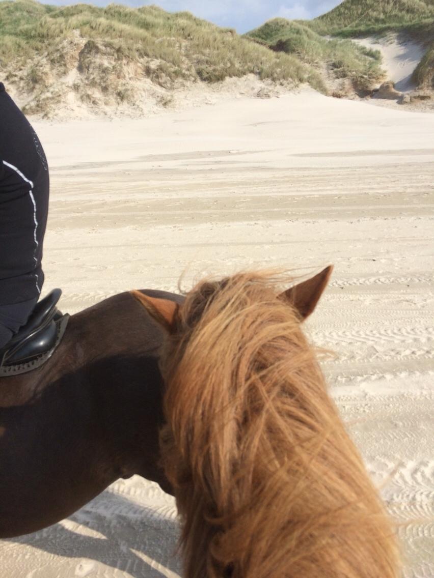 Islænder Feykir fra Øgård (himmelhest) billede 10