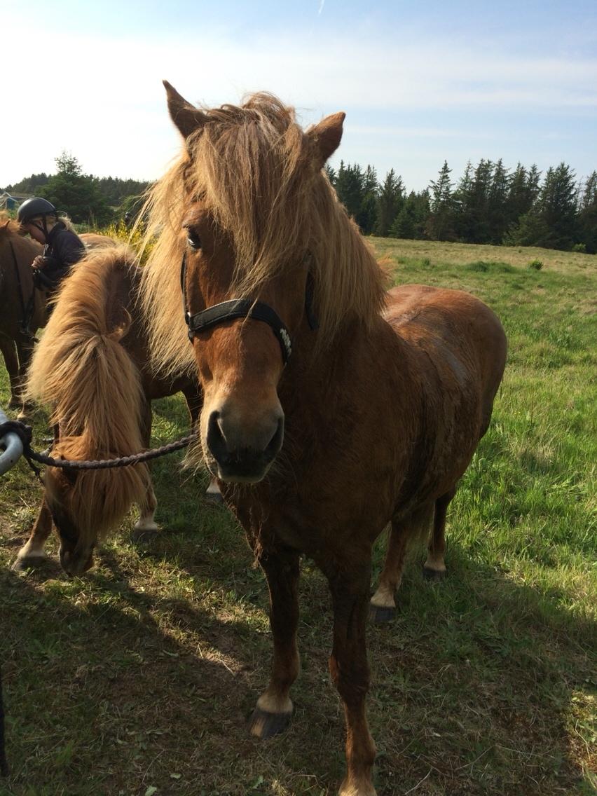 Islænder Feykir fra Øgård (himmelhest) billede 4