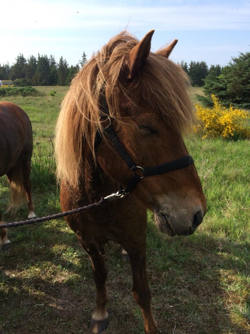 Islænder Feykir fra Øgård (himmelhest) billede 3