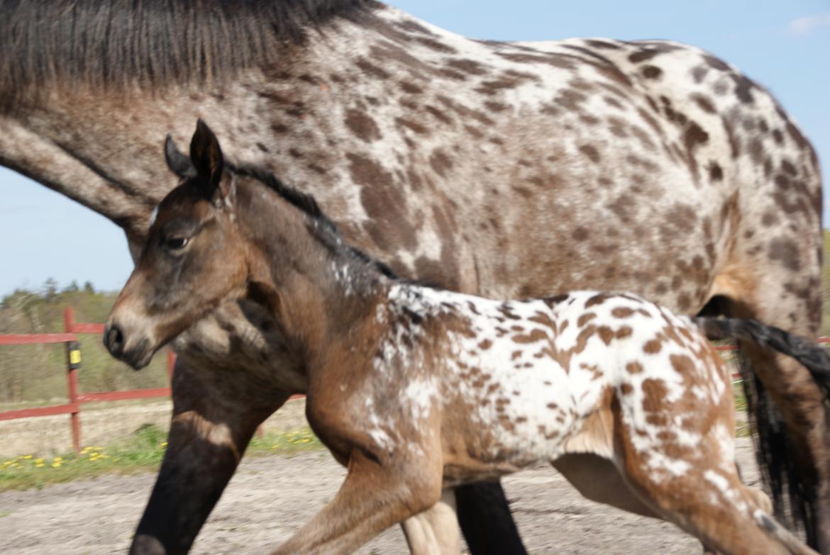 Knabstrupper Ingemanns korsika (afdød 22-1 2021) billede 7