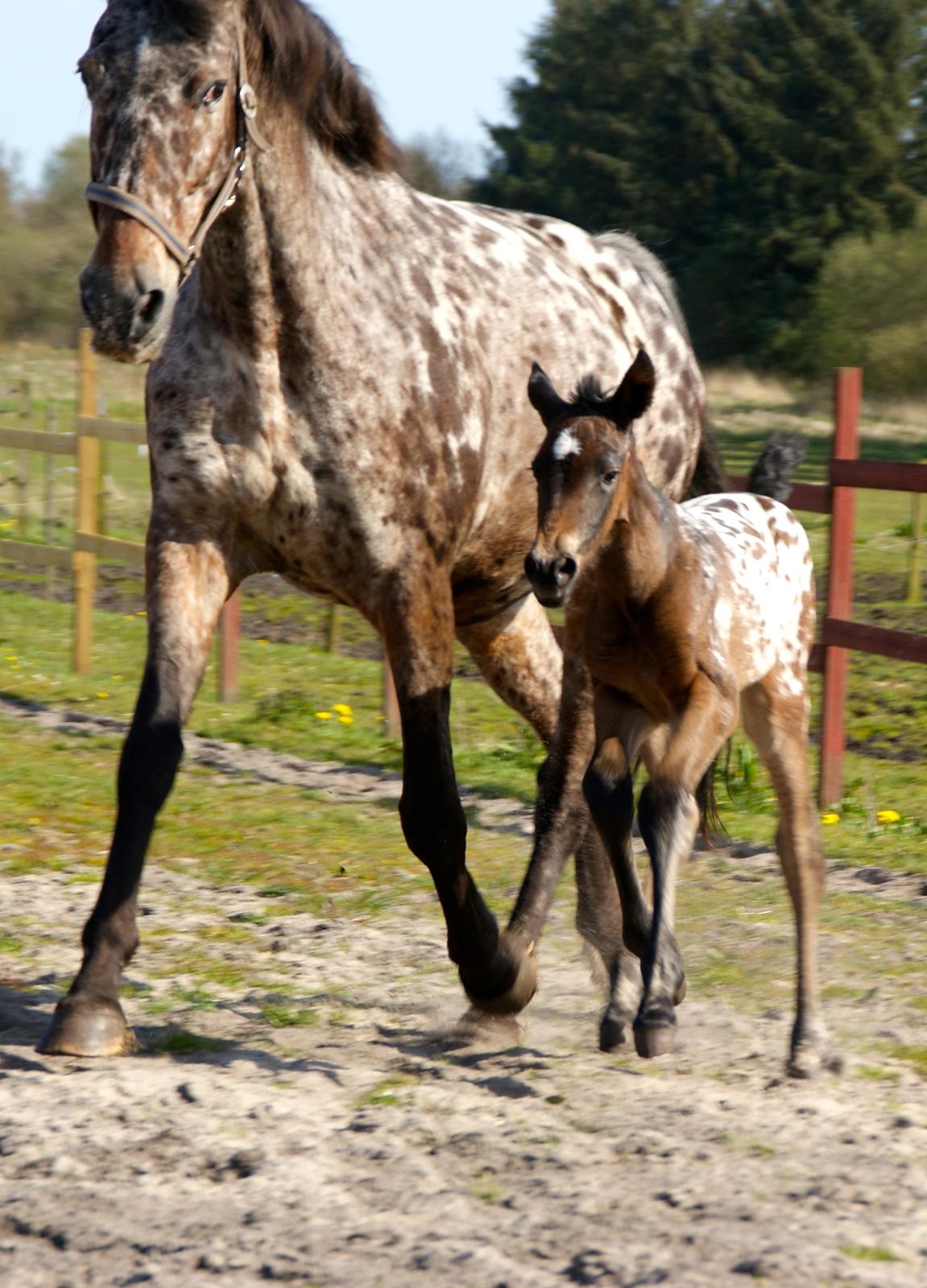 Knabstrupper Ingemanns korsika (afdød 22-1 2021) billede 8