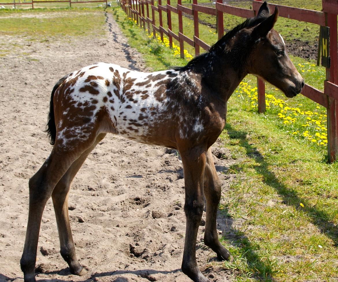 Knabstrupper Ingemanns korsika (afdød 22-1 2021) billede 9