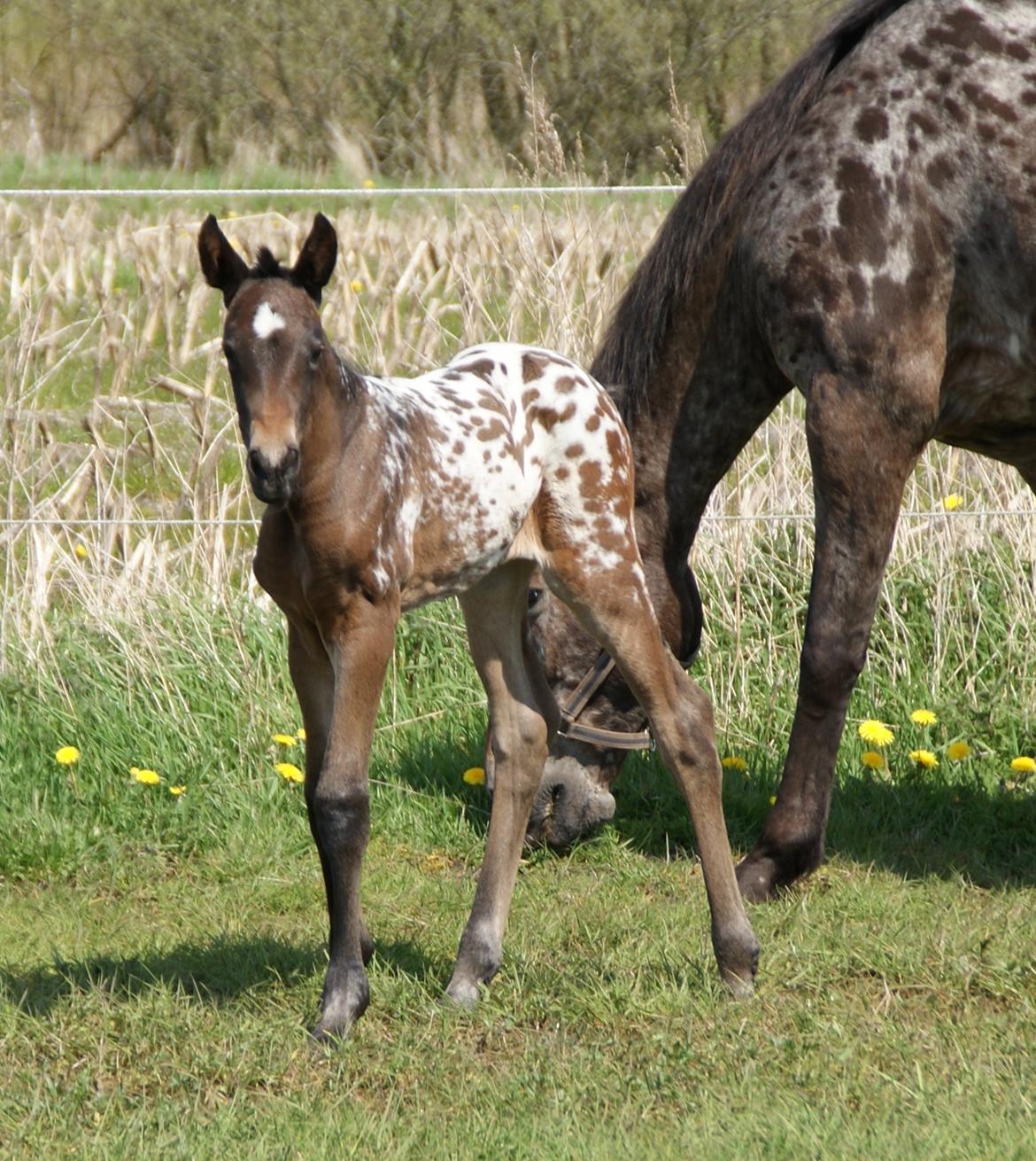 Knabstrupper Ingemanns korsika (afdød 22-1 2021) billede 11