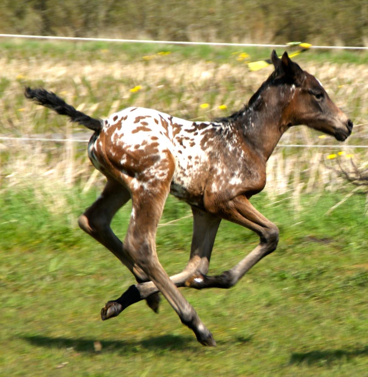 Knabstrupper Ingemanns korsika (afdød 22-1 2021) billede 6
