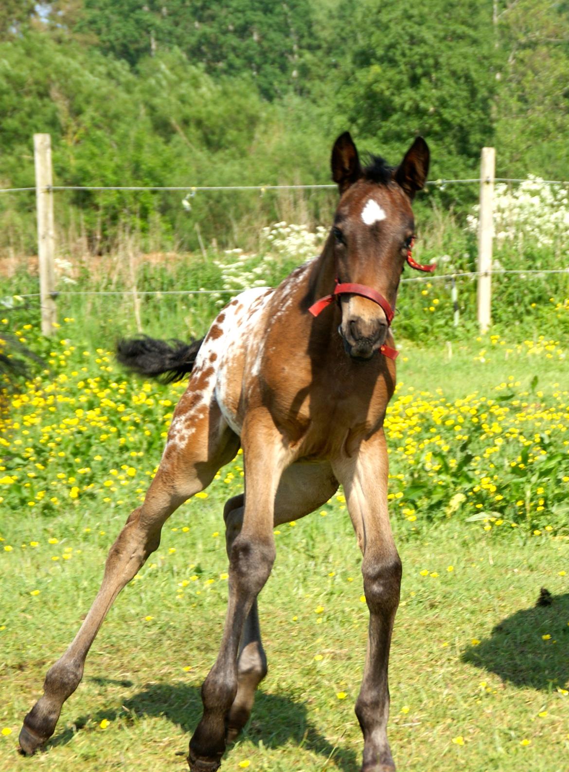Knabstrupper Ingemanns korsika (afdød 22-1 2021) billede 2