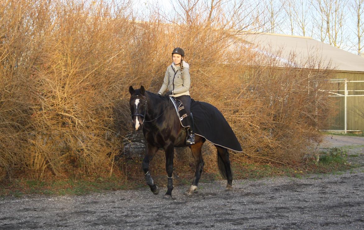 Dansk Varmblod Valløs Barolo billede 5
