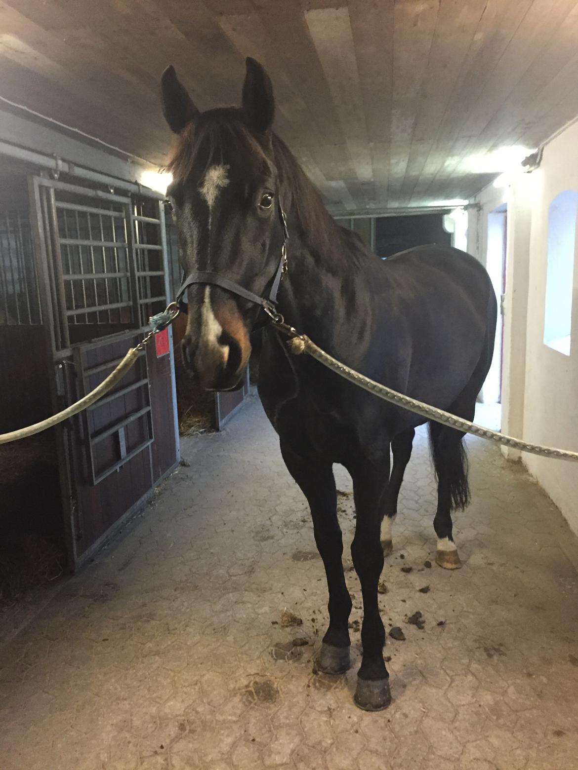 Dansk Varmblod Valløs Barolo billede 4