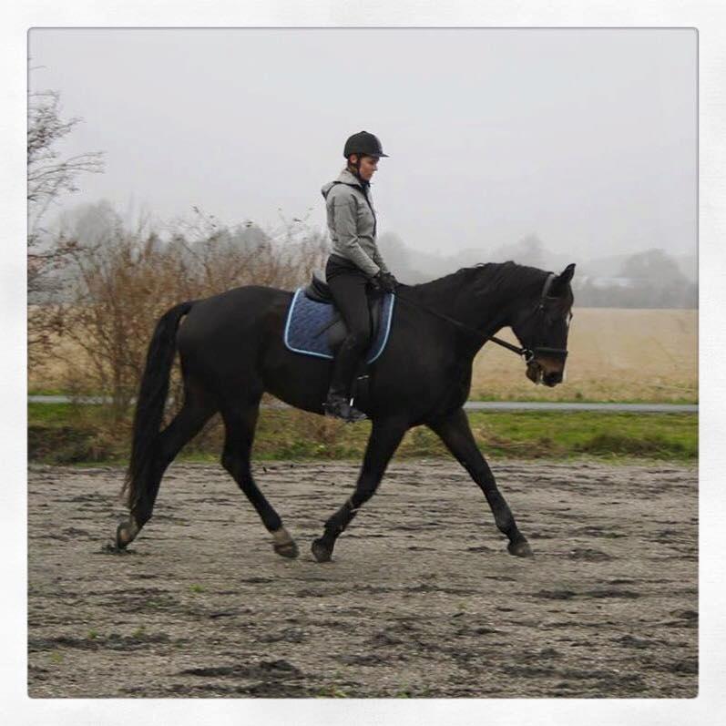 Dansk Varmblod Valløs Barolo billede 1