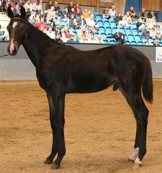 Dansk Varmblod Valløs Barolo billede 6