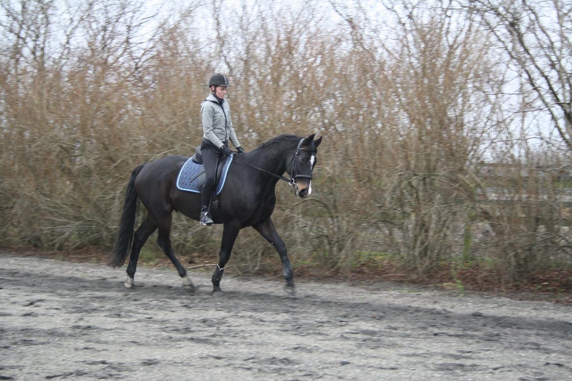 Dansk Varmblod Valløs Barolo billede 2