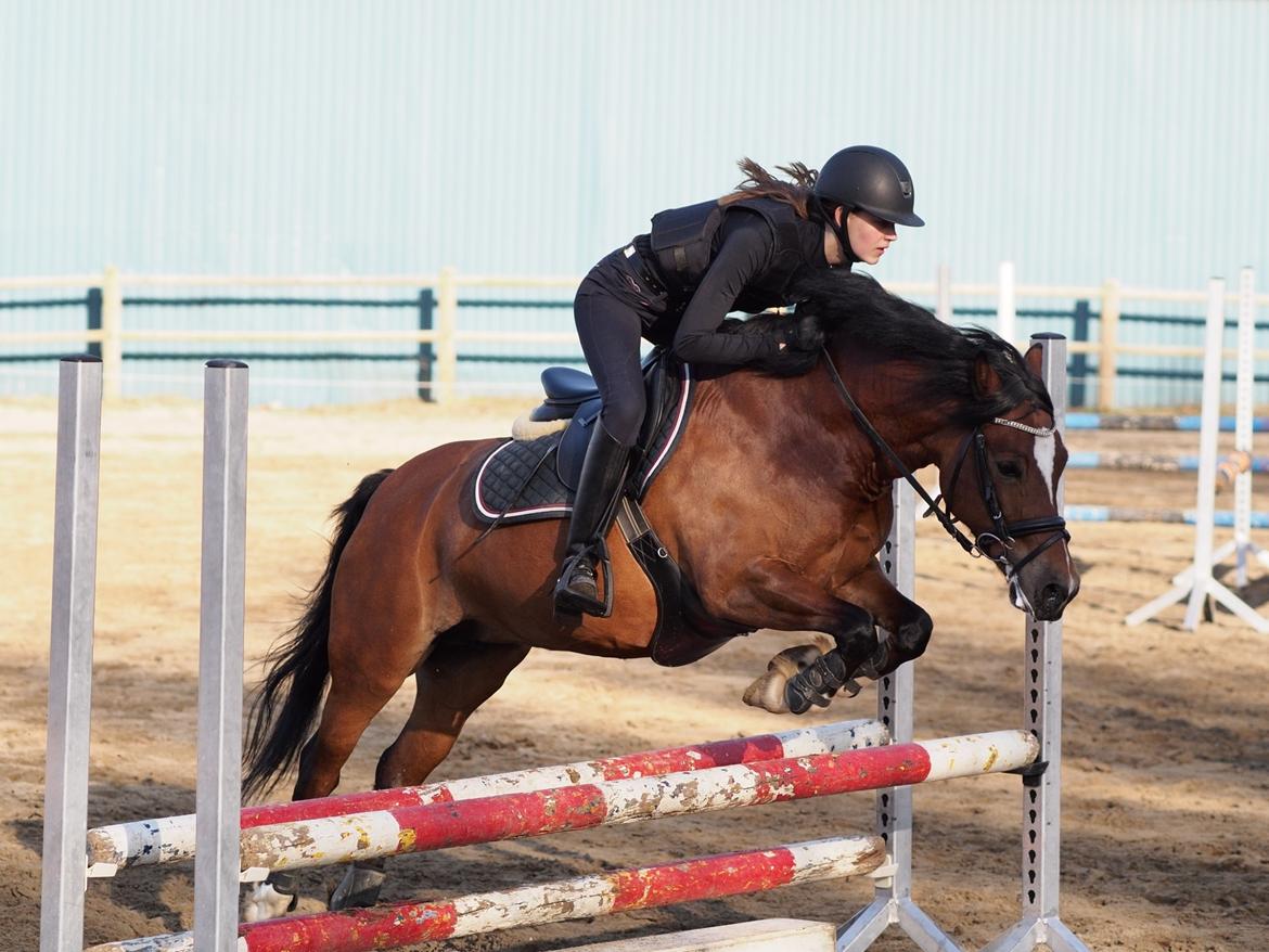 Welsh Pony af Cob-type (sec C) Gribsvads Lady Seventy - Springtræning på Fyens rideklub  billede 16