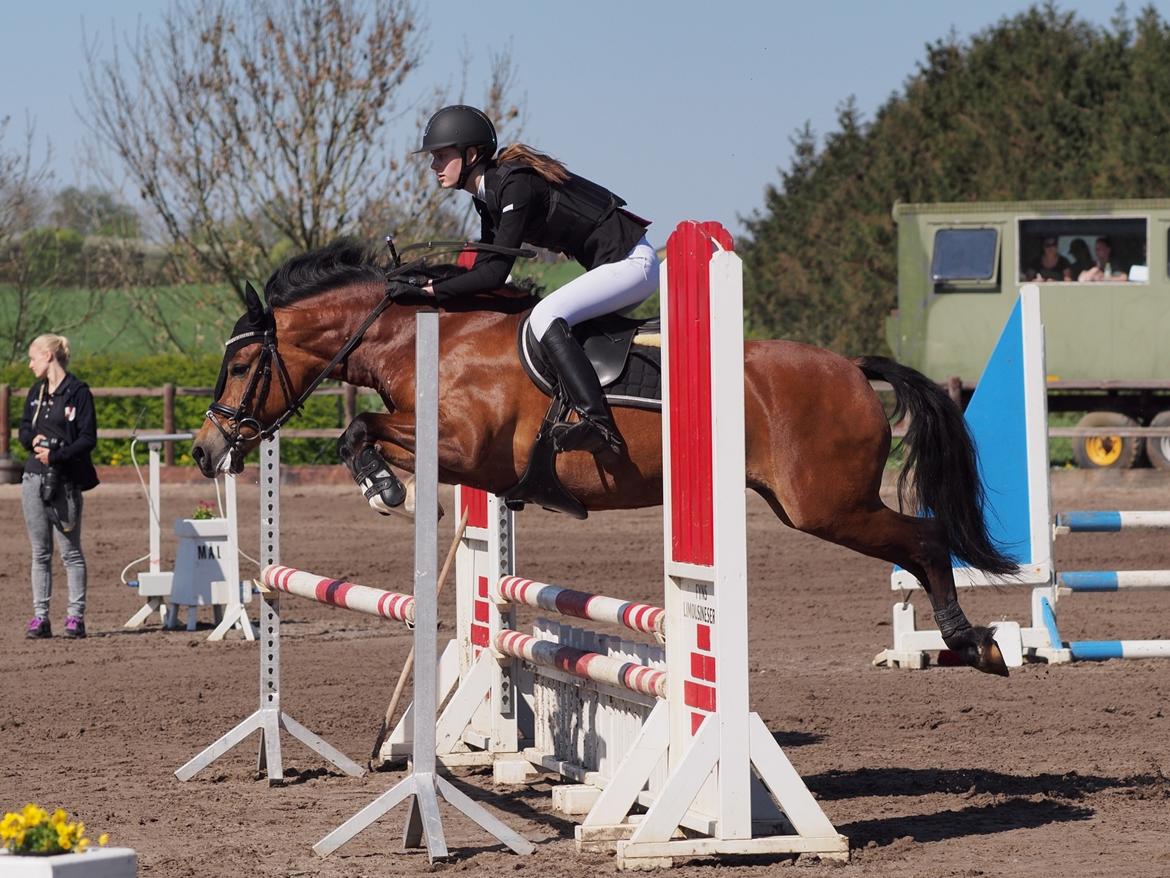 Welsh Pony af Cob-type (sec C) Gribsvads Lady Seventy - Glamsbjerg Rideklub, LB** 2 plads billede 9