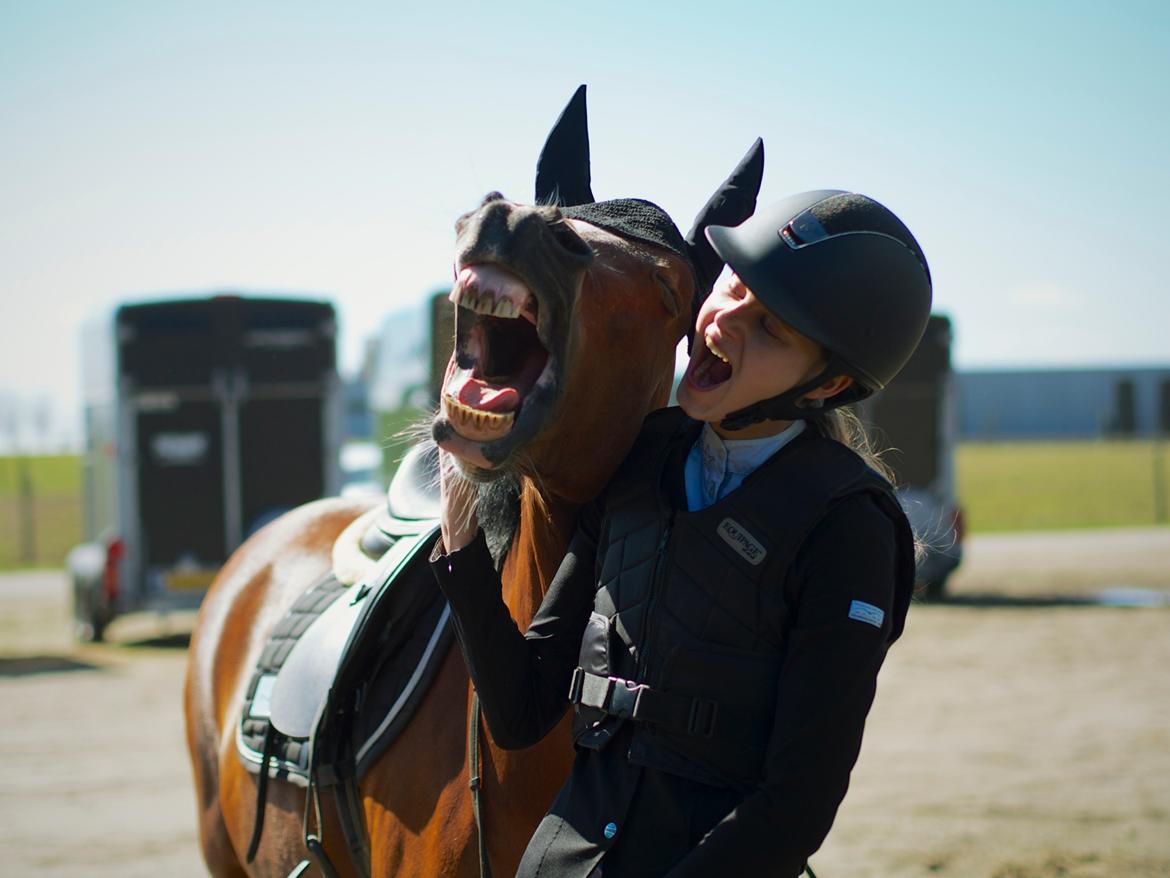 Welsh Pony af Cob-type (sec C) Gribsvads Lady Seventy - Gaaaaaaaaaaab billede 19