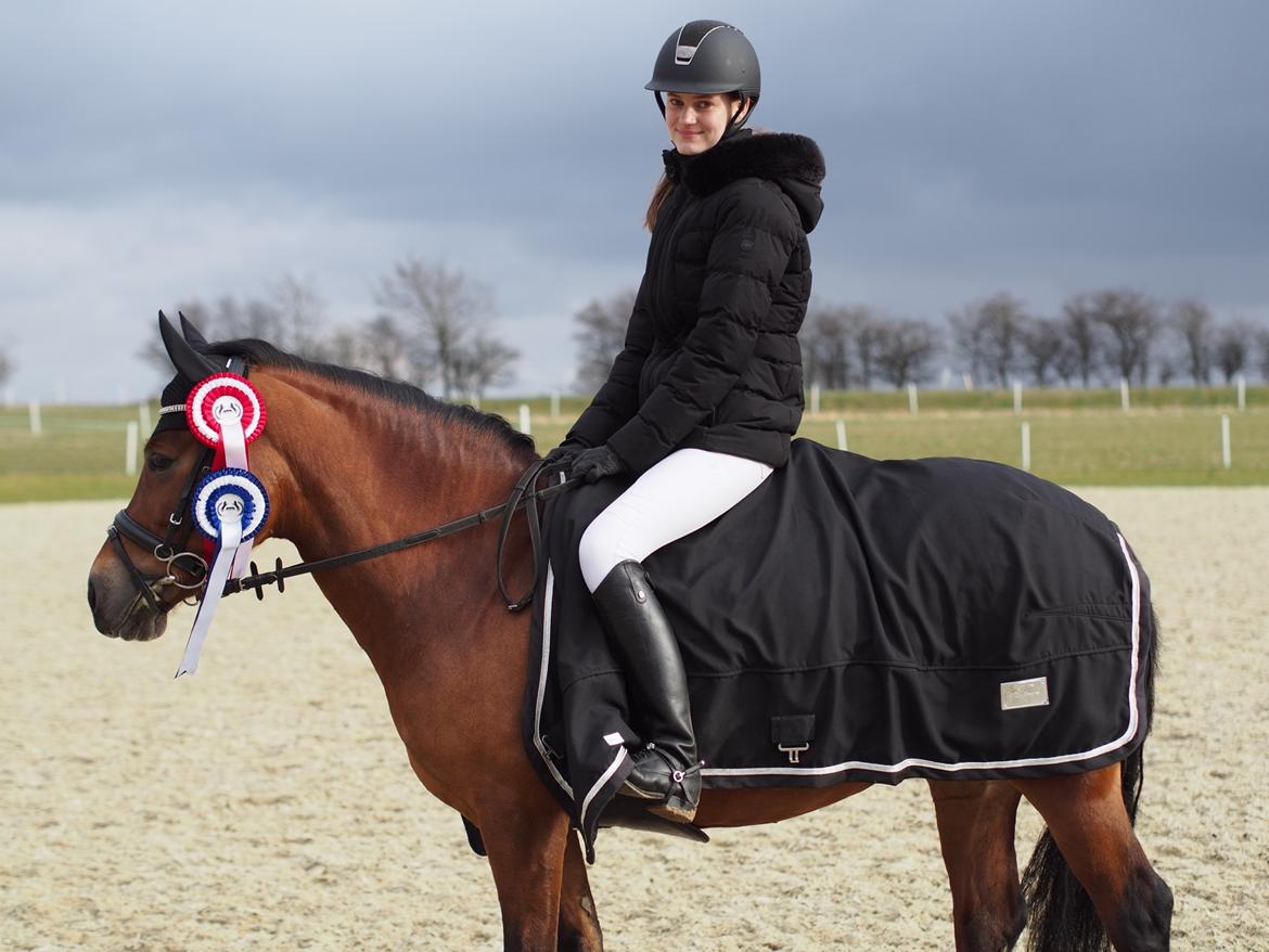 Welsh Pony af Cob-type (sec C) Gribsvads Lady Seventy - Middelfart Rideklub, LB** 1 plads og LA* 2 plads billede 6