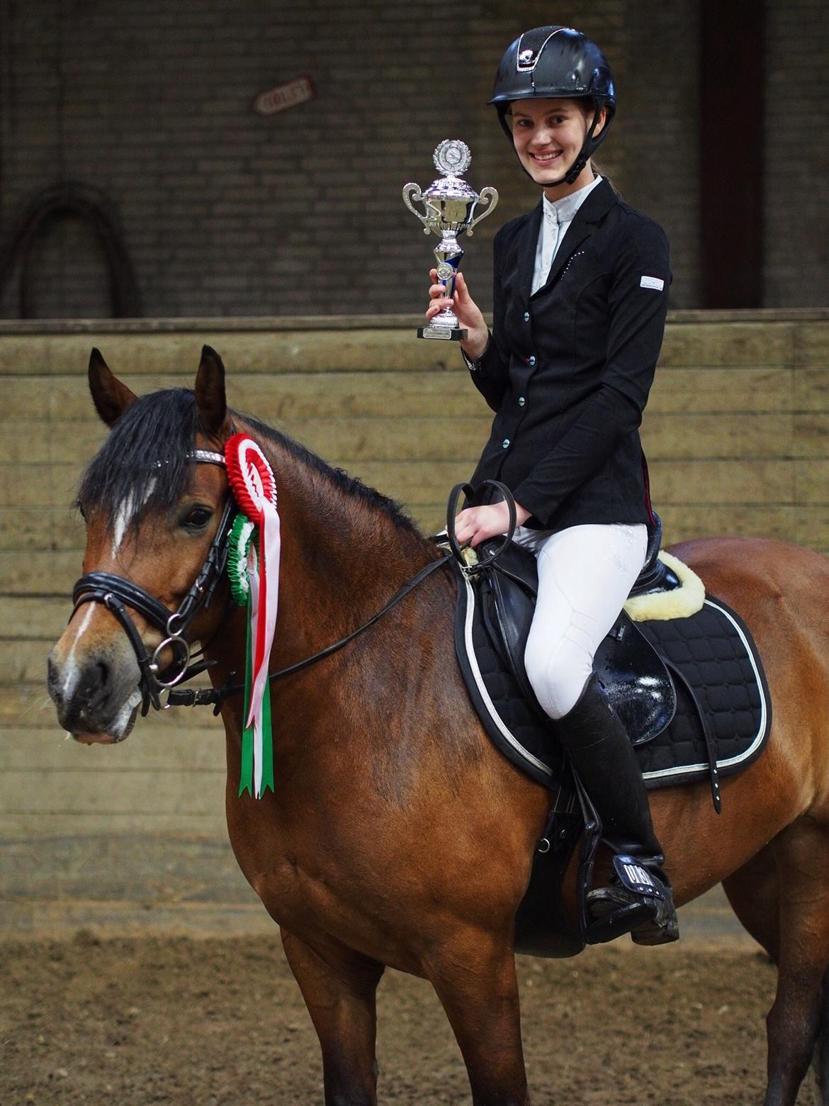 Welsh Pony af Cob-type (sec C) Gribsvads Lady Seventy - Vinder af sponserstævne Fyens Rideklub billede 2