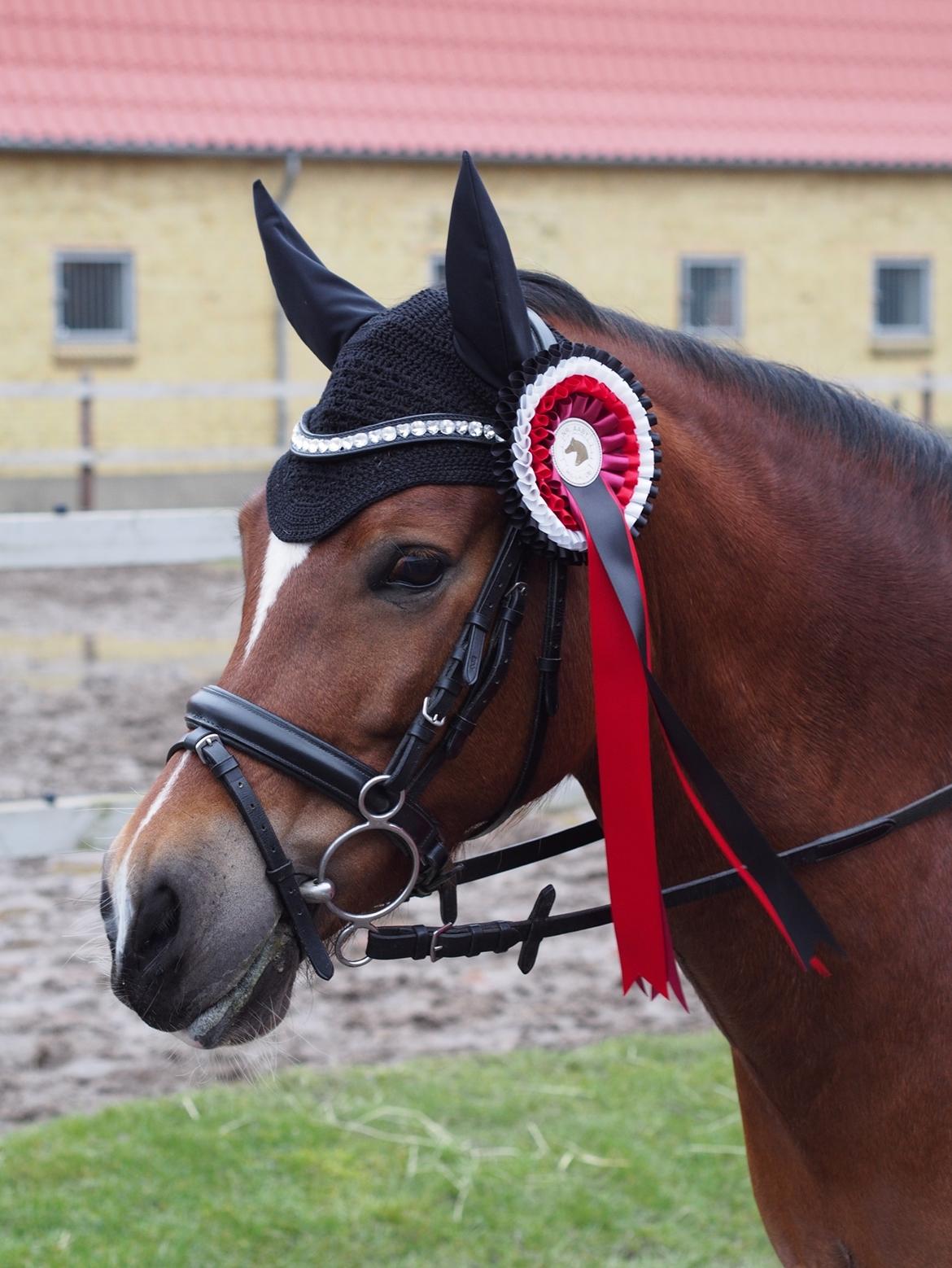 Welsh Pony af Cob-type (sec C) Gribsvads Lady Seventy - Lady vinder LB**, i Nr. Aaby Rideklub billede 8