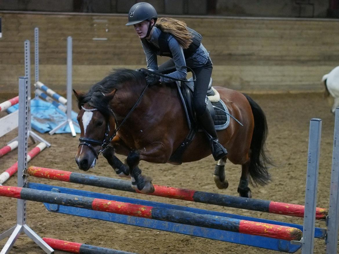 Welsh Pony af Cob-type (sec C) Gribsvads Lady Seventy - Springtræning på Fyens rideklub billede 15