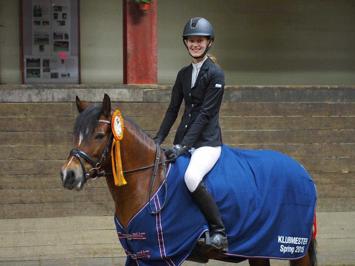 Welsh Pony af Cob-type (sec C) Gribsvads Lady Seventy - Klubmester 2015 - Fyens Rideklub billede 1