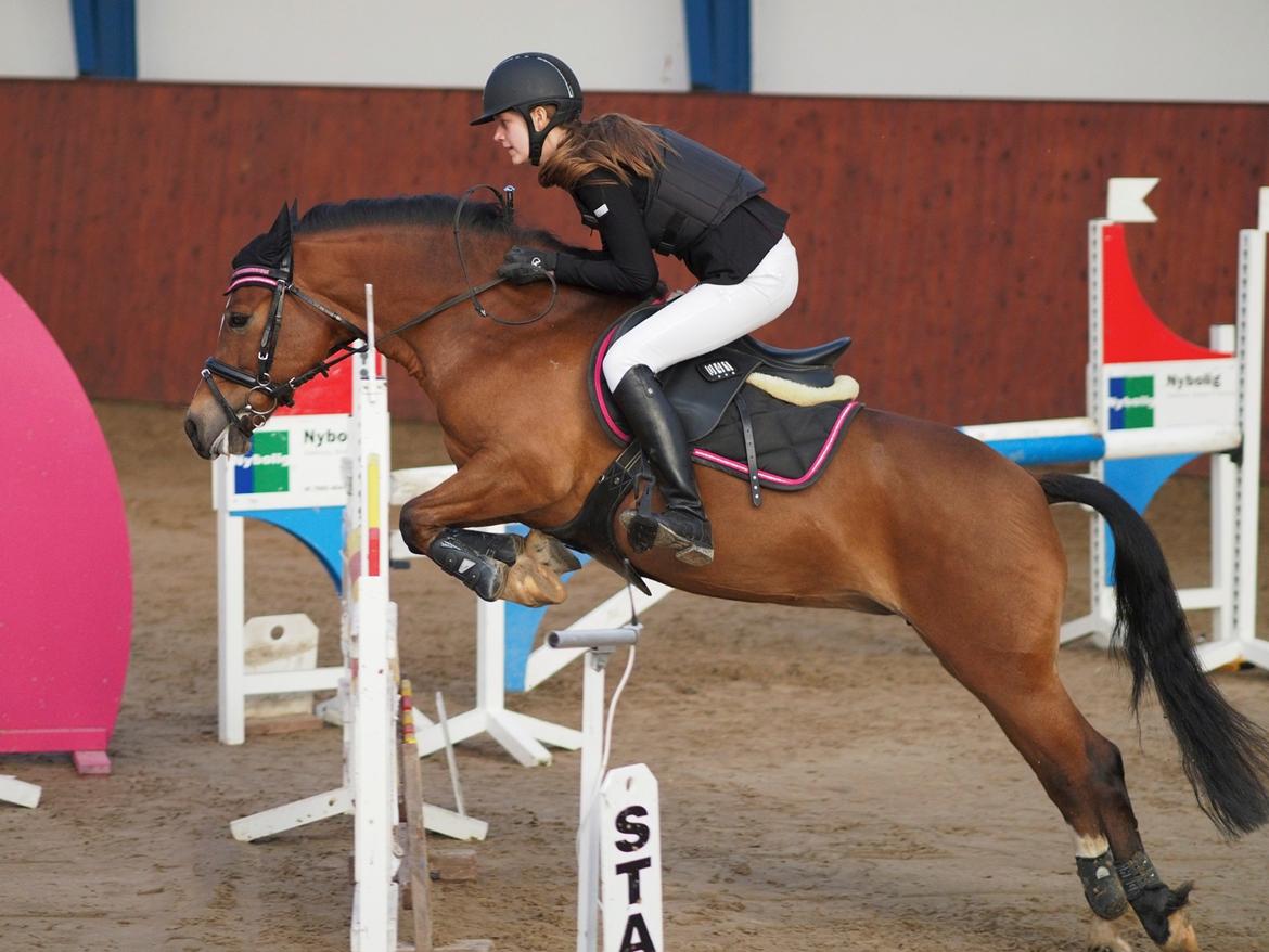 Welsh Pony af Cob-type (sec C) Gribsvads Lady Seventy - Middelfart Rideklub - Første fejlfrie LA** billede 11