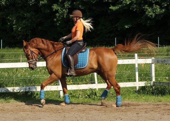 Anden særlig race Sweet Marquis (Tak for 2 fantastiske år) billede 1