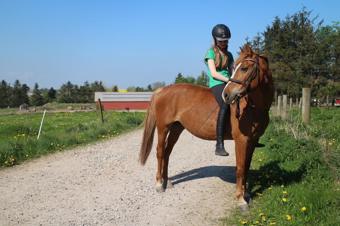 Anden særlig race Felixgårds Merci - "Et liv uden dig, ville være som en stol uden ben...du holder mig oppe i med og mod gang.. og når alt er noget lort giver du mig et smil på læben :) billede 3