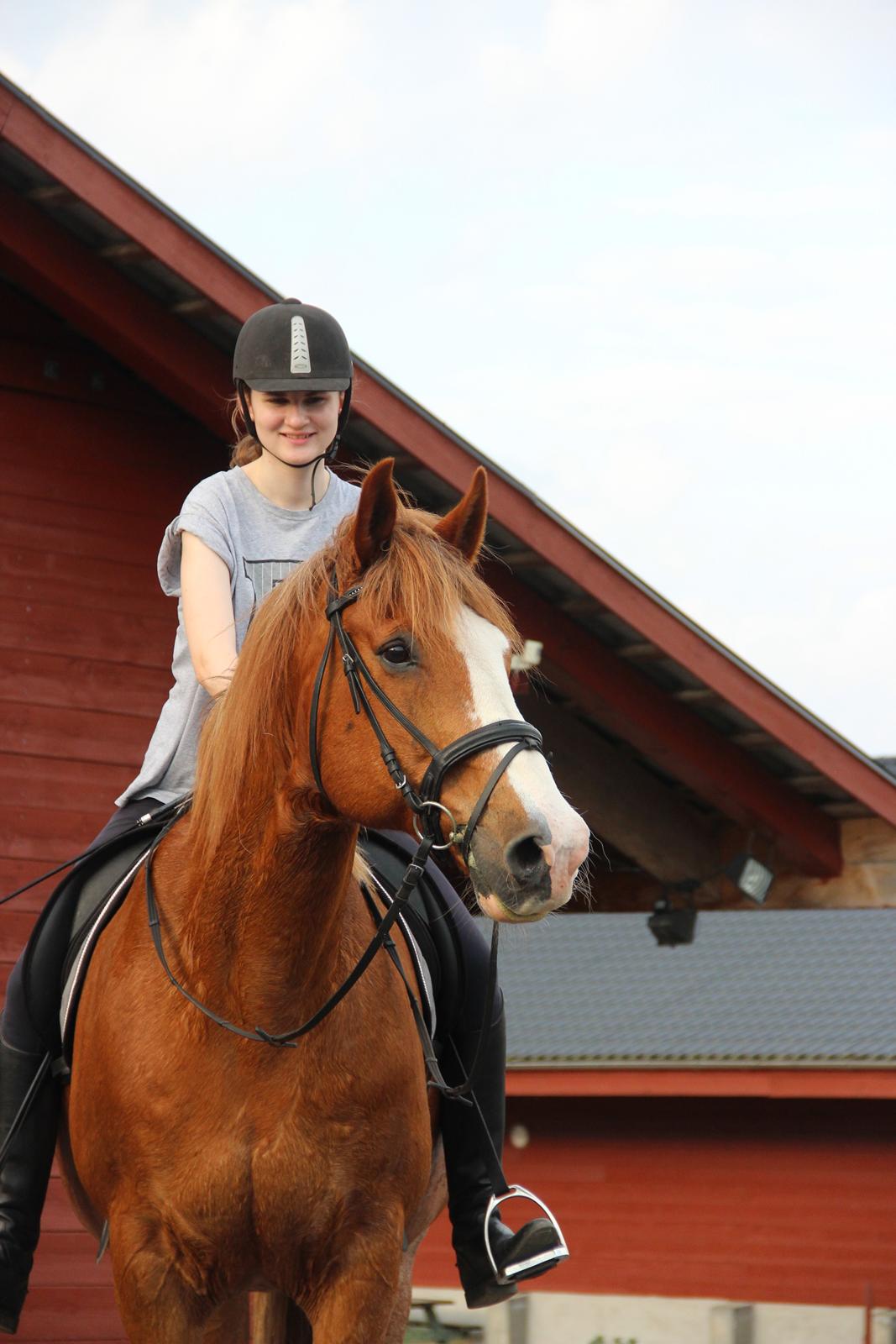 Engelsk Varmblod Edward billede 13