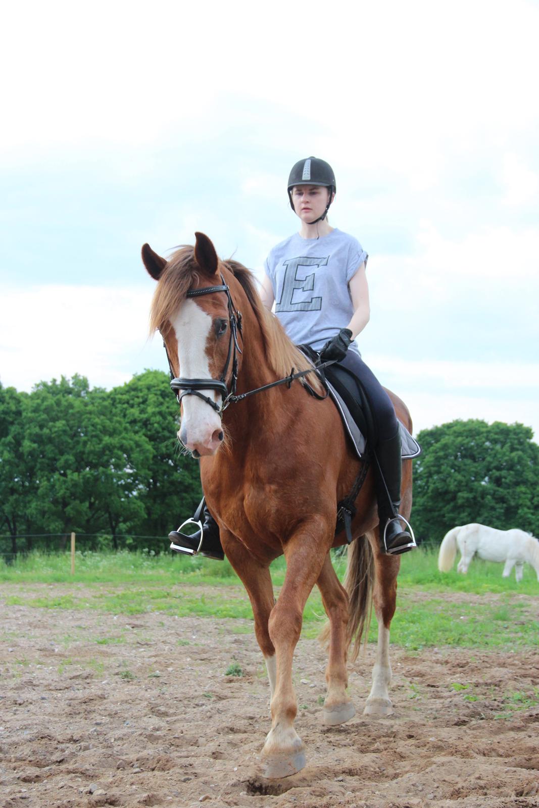 Engelsk Varmblod Edward billede 5