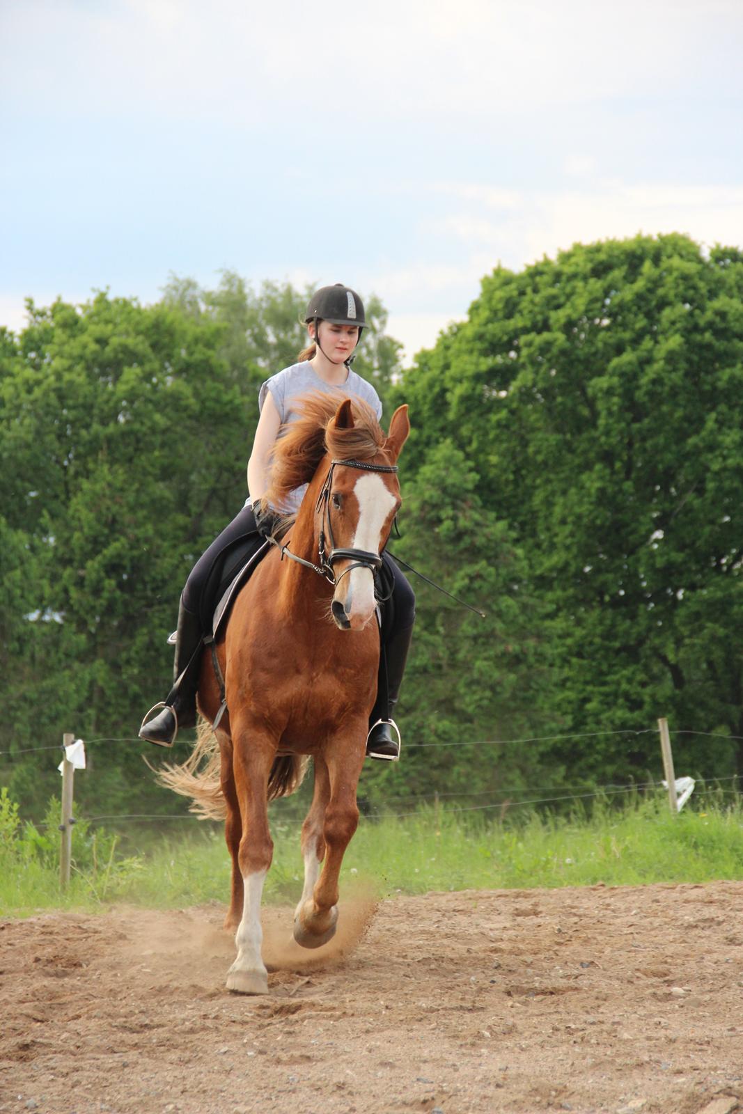 Engelsk Varmblod Edward billede 15