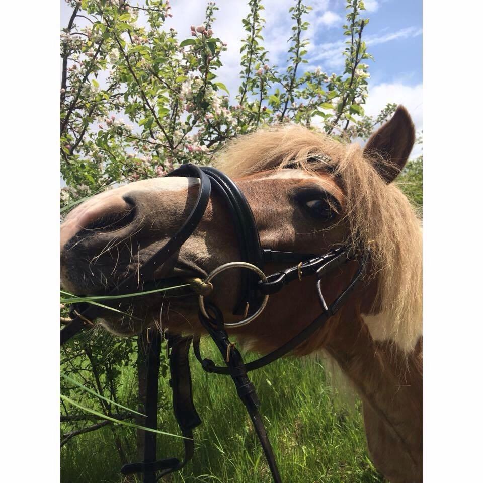 Anden særlig race Øglekærgaards Chevas - RIP billede 10