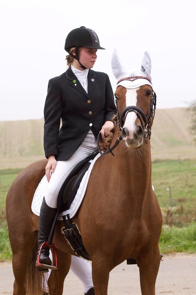 DSP Hindhøjs Tessa - Dressur stævne billede 2