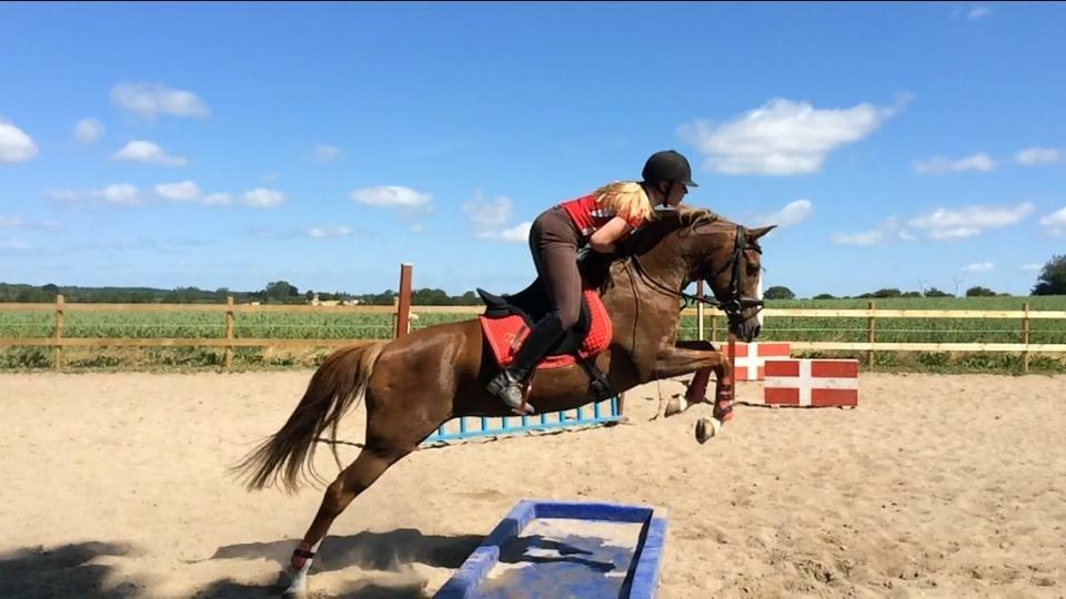 DSP Hindhøjs Tessa - Tessa springer vandgrav billede 4