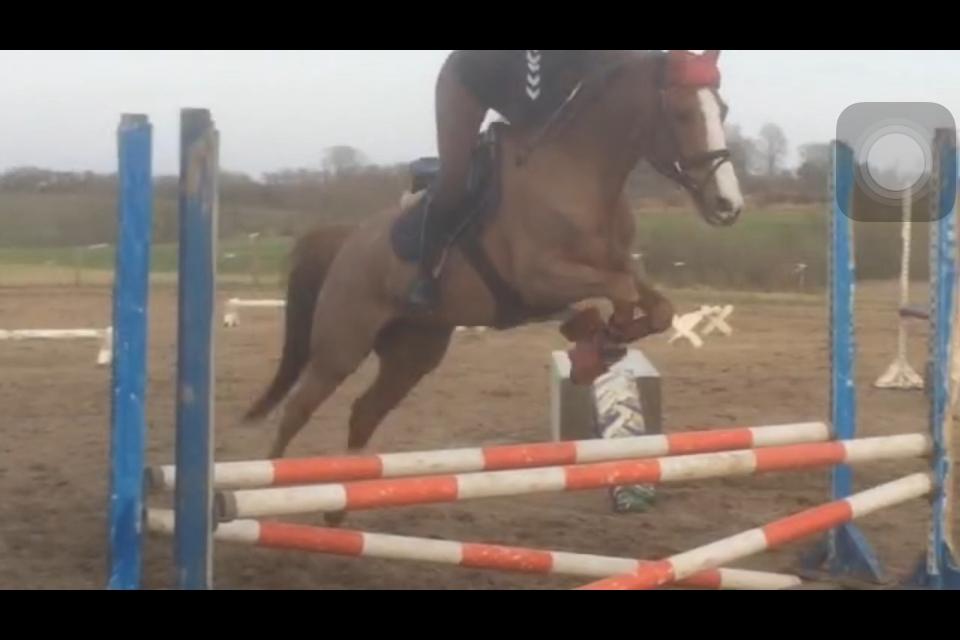 DSP Hindhøjs Tessa - Spring træning hos Georgia Timmermann billede 5