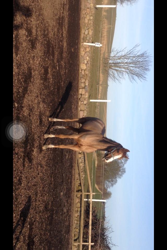 DSP Hindhøjs Tessa billede 6