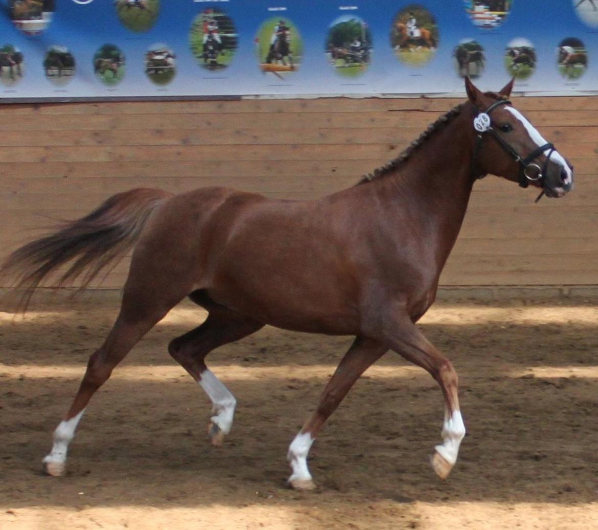 DSP Hindhøjs Tessa - Tessa til hendes kåring, hvor hun blev kåret med bronze medalje billede 7
